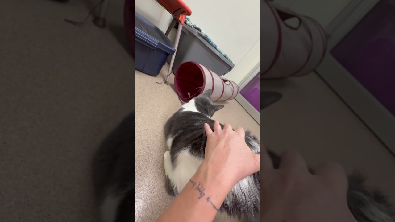 Enlarge Brutus, a Adoptable Domestic Short Hair in Oshkosh, WI video 6/6