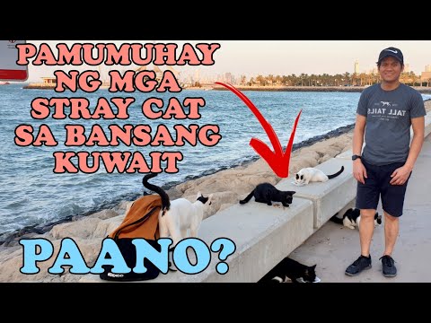 PAANO MAMUHAY ANG MGA STRAY CATS SA BANSANG KUWAIT | HOW DO STRAY CATS LIVE IN KUWAIT