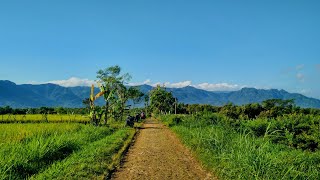 Download lagu Story Wa Pagi Hari | Cinematic Sawah Padi | Video Aesthetic 30 Detik | Persawahan Kangkung mp3