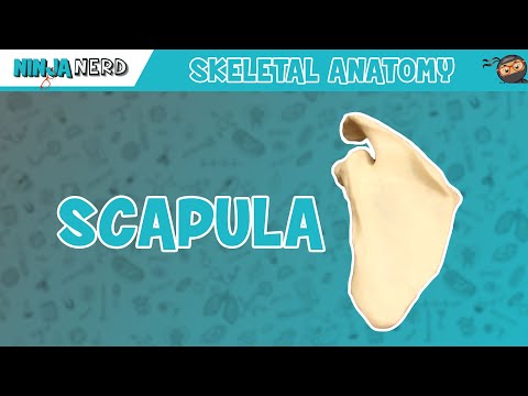Scapula Anatomy