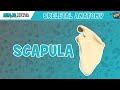 Scapula Anatomy