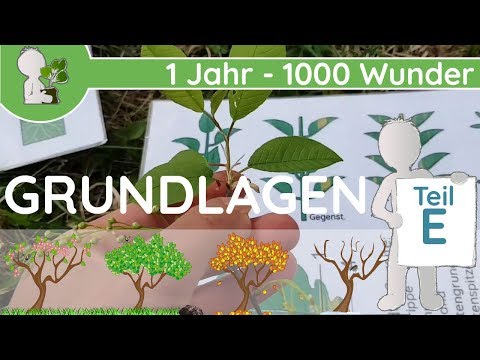 📚 1 Year - 1000 Wonders - Basics Part E (Leaves - Function & Position) - Botany Basics