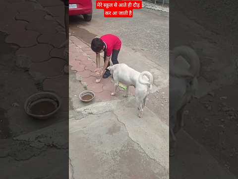 Dog and Baby Live #shortsfeed #ytshorts #shorts