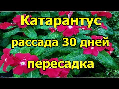 🌺#Катарантус. Рассада 30 дней. Пересадка.