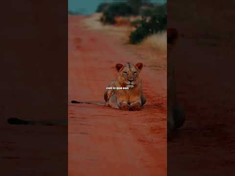 ¿Quieres ser un león? ¡Supera tus límites!  #shortsyoutube #shortvideo #_short