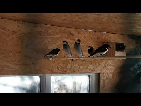 Mníška stračia (Spermestes fringilloides) — starostlivosť, voliéra a kŕmenie