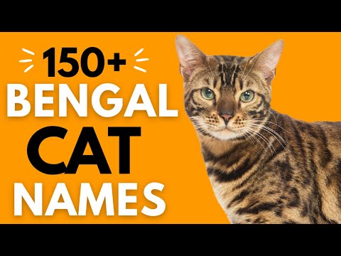 150+ Beautiful BENGAL Cat Names |Top Bengal Male and Female Cat Names