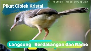 Download lagu Suara Ciblek Cristal Gacor ngebren ngonci cocok untuk masteran | Kicau Burung Mp3 mp3 Download lagu Suara Ciblek Cristal Gacor ngebren ngonci cocok untuk masteran | Kicau Burung Mp3 mp3
