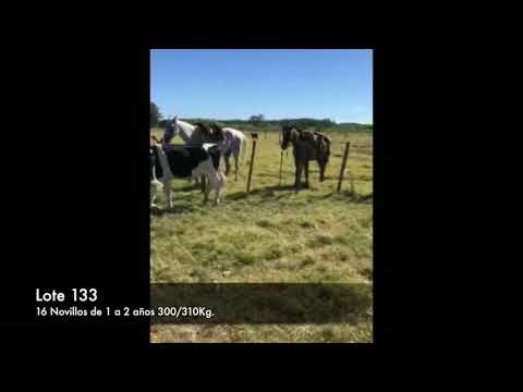 Lote 16 Novillos 1 a 2 años 13 holando 1He/ Ho 1 Ho/ AA 1 kiwi 300kg -  en 5KM AL OESTE DEK KM 39 DE RUTA 5 (CANELONES)