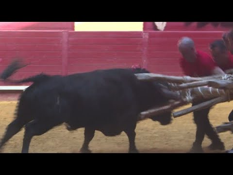 Portugal's bullfighting culture woos kids to boost its audience
