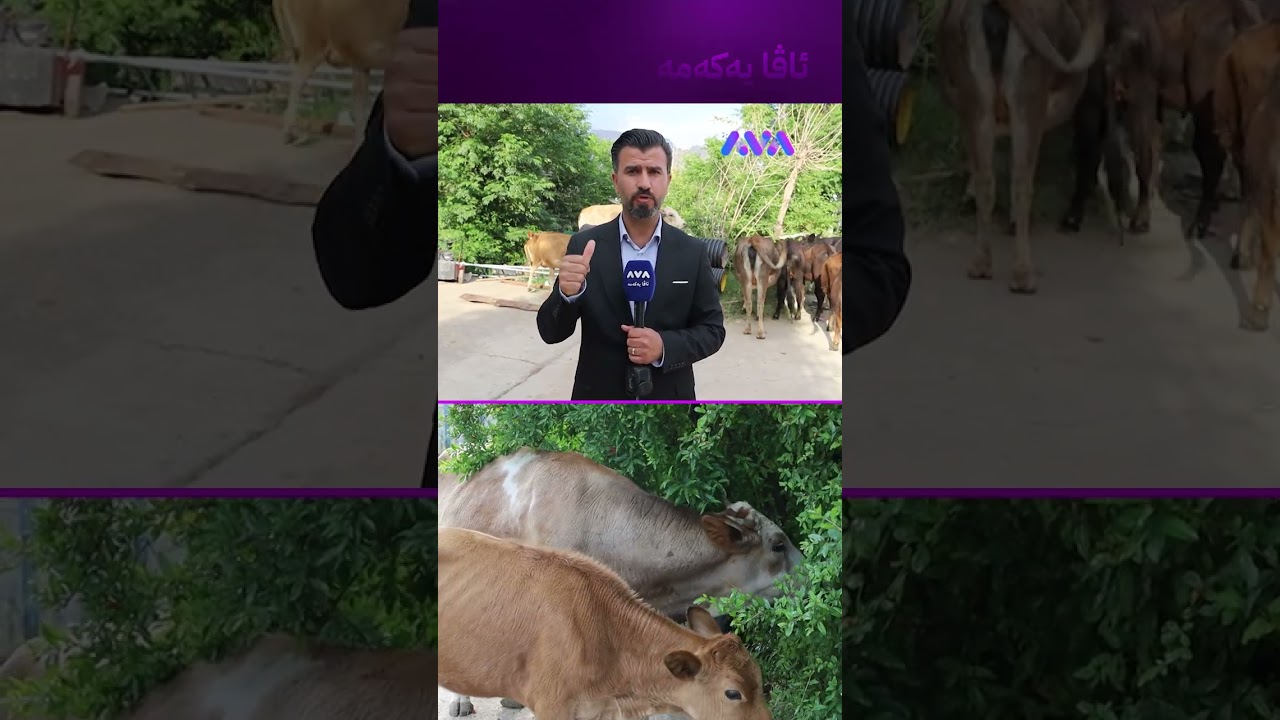 ڤیدیۆ | مانگا بەڕەڵای کۆڵان بووە و دەستیان بەسەردا گیرا