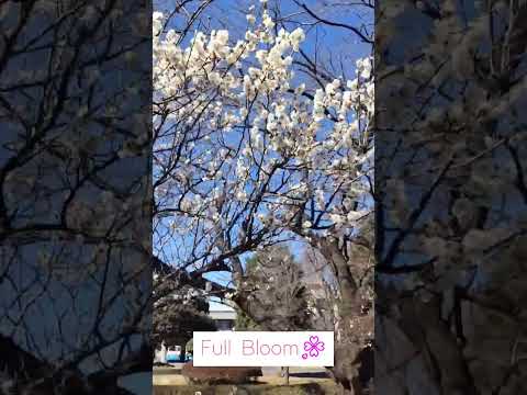 日本文学文化学科 【Vlog】十文字の梅