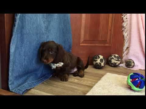 Snickers Beautiful Chocolate and Tan Long Coat Miniature Dachshund Girl!