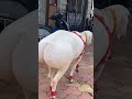 Just A Big Ass GOAT