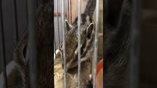 シマリスちゃんがアーモンド食べる動画!その2 #もふもふアニマル #もふもふ #シマリス #しまりす #ペット動画 #いやし #ペット