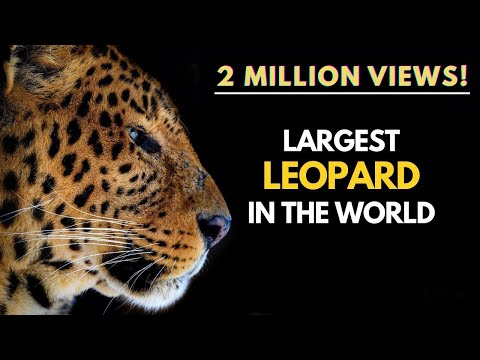 Largest Leopard in the World