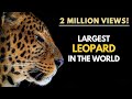 Largest Leopard in the World