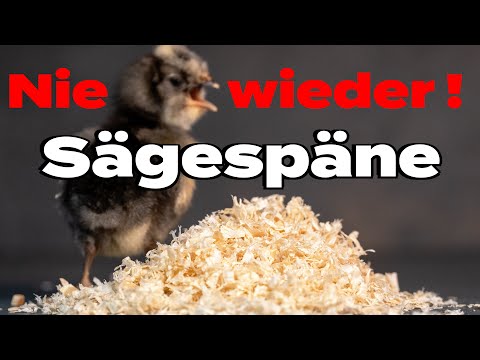 Einstreutest Sägespäne für Küken: Achtung Gefahr!