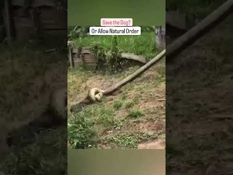 If You Seen This Anaconda Attacking A Dog WWYD? 🐕 🐍 #thuggizzle #thuggizzlecares #dog #snake #nature