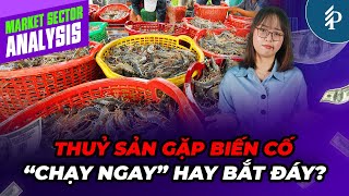 Cổ phiếu Thuỷ sản gặp “bão” thuế quan – Nhà đầu tư cần làm gì?
