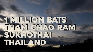 1 millions de chauves-souris