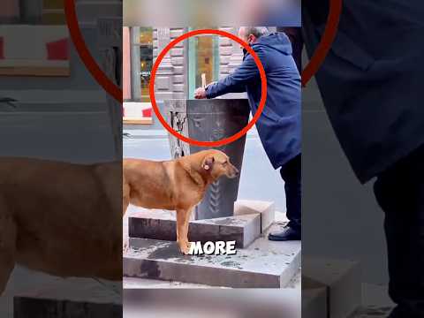 This Stray Dog Finally Found Water After Days of Thirst #dog