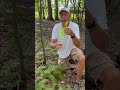 NEW YORK FERN - A brutal competitor !!!