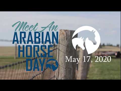 Meet an Arabian Horse Day 2020