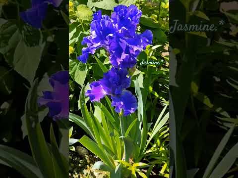 オランダのアイリス 植物