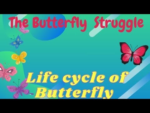 The Butterfly struggles ||Unforgettable Story of The Butterfly and The Cocoon