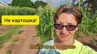 #129 Что растет у меня, а что у соседей в Африке