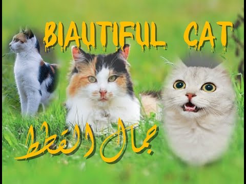 biautiful cat    جمال القطط