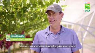 INIA La Platina - PMG Desarrollo de nuevas variedades de uva de mesa: INIA G3
