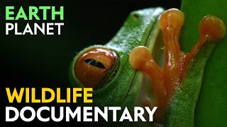 A Tropical Eden: South American Rainforests and Hanging Orchids | Jungle Planet