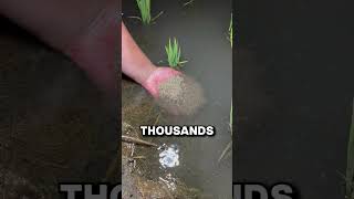 Download lagu How These Tiny Creature Transform Into Something You've EATEN! 🤯🦀 mp3