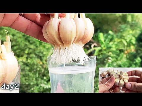 , title : 'The trick to quickly rooting garlic is to soak them in water'