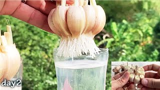 The trick to quickly rooting garlic is to soak them in water