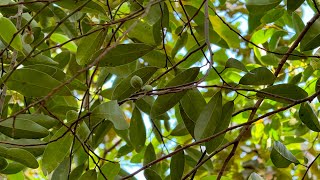 2025 8 09 仙跡岩 +7