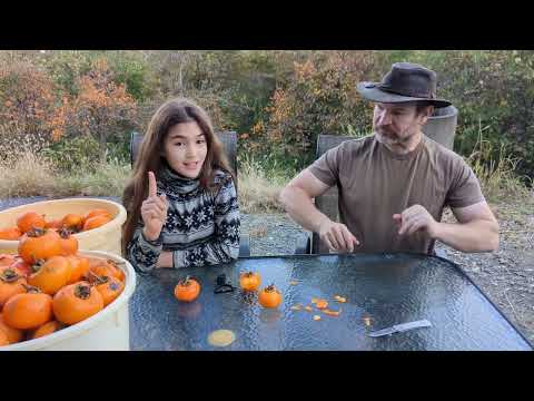 Amazingly delicious Japanese Hoshigaki, persimmon 'fruit of the gods'!