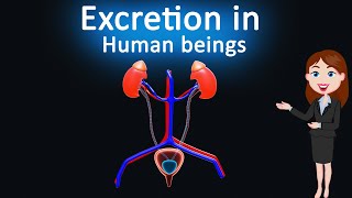 Excretion in Human beings || Life Process|| 3d animated explanation|| 10 Class|| Science ||