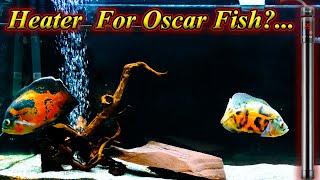 Is Heater Necessary For Oscar Fish To Live?... Water Temperature And Problems. / Fish Aquarium Tamil