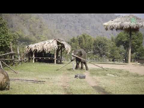 Baby Wan Mai having too much fun, running and playing freely.