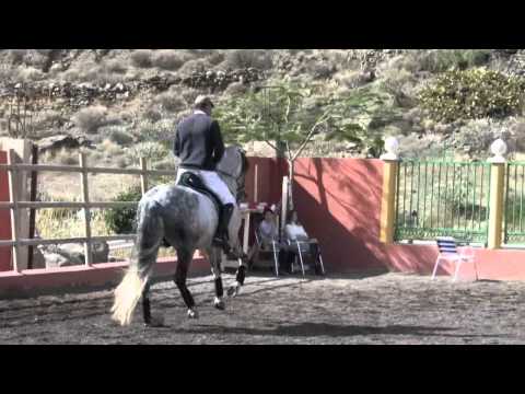 Fandango P.R.E. Hengst 1,72 m Stockmaß