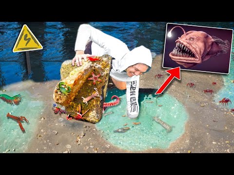 Finding SEA CREATURES Under Beach Rocks for my RARE ANGLER FISH!