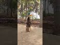 My Indian Culture Karakattam