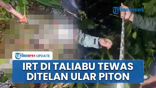 Kronologi IRT di Taliabu Maluku Tewas Ditelan Ular Piton, Suami Temukan Kepala Istri di Mulut Ular