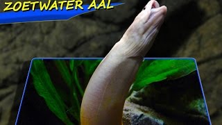 Aquarium zoetwater aal worm voeren