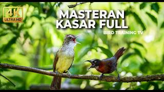 Download lagu 🔴 Live Masteran Kasar 2026 Tembakan Cucak Jenggot Sejalur Speed Rapat vs Tepus Kepala Abu Gacor mp3