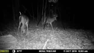 Whitetail I'll call "Hi-Low"