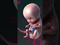 Fetal Development | The Creator's Miracle 🤰🏻💞👶🏻